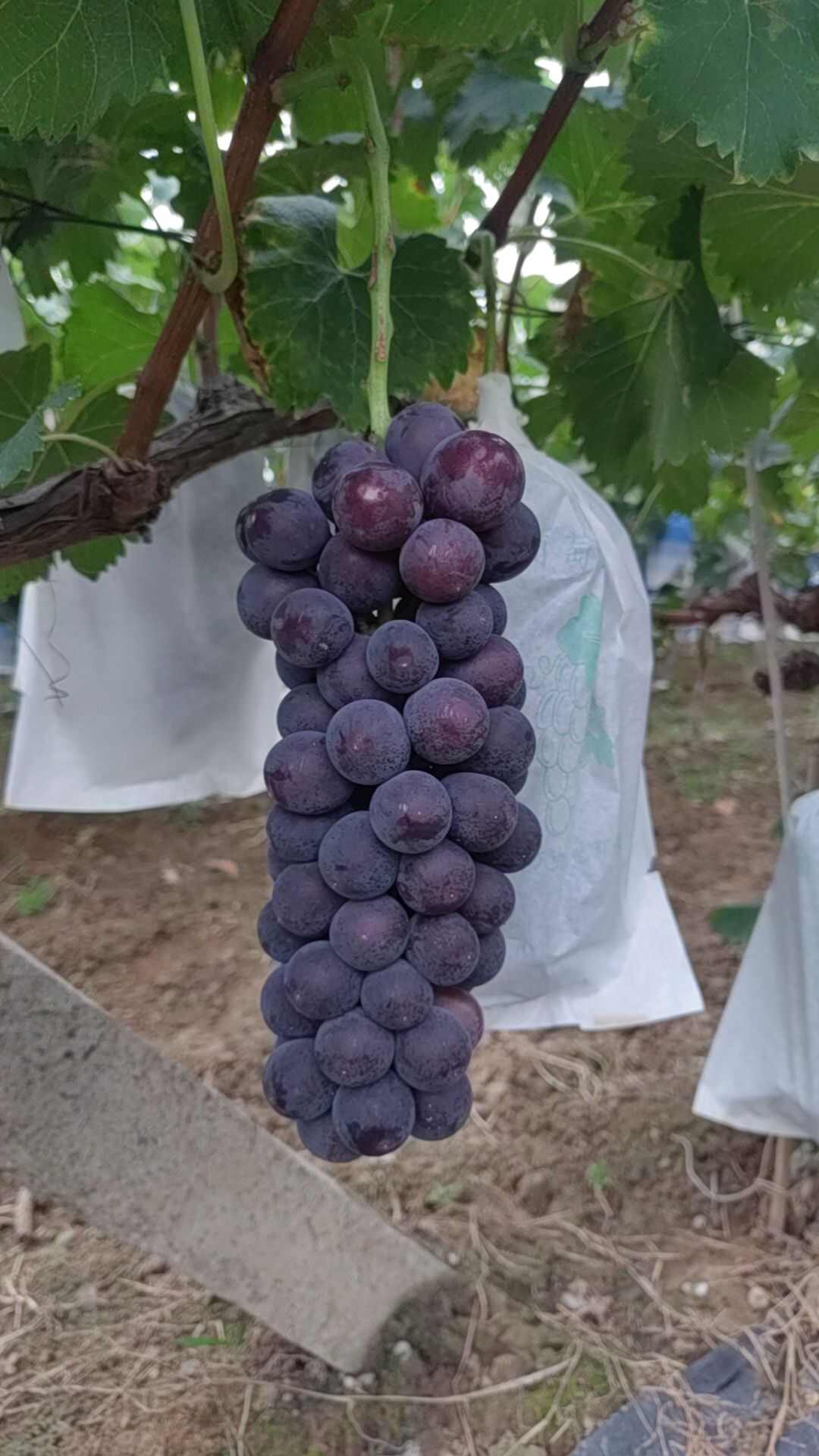 精品无籽峰后