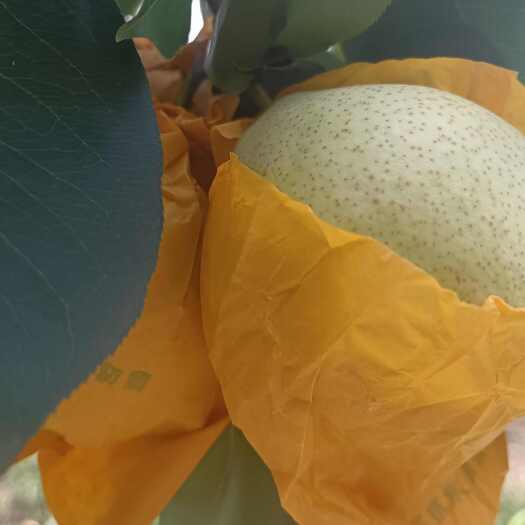 泸西县精品（雪花梨），产地直供，货源充足，大量上市中，对接全国