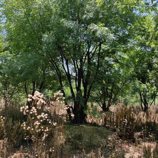 南京黄连木 丛生黄连木 30-50公分 苗圃移栽苗