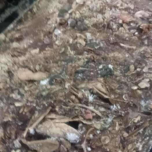 杭州鱼肚鱼杂