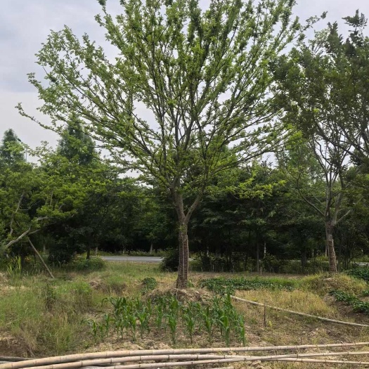 朴树 精品朴树规格齐全10-50公分量大从优欢迎您实地看苗选