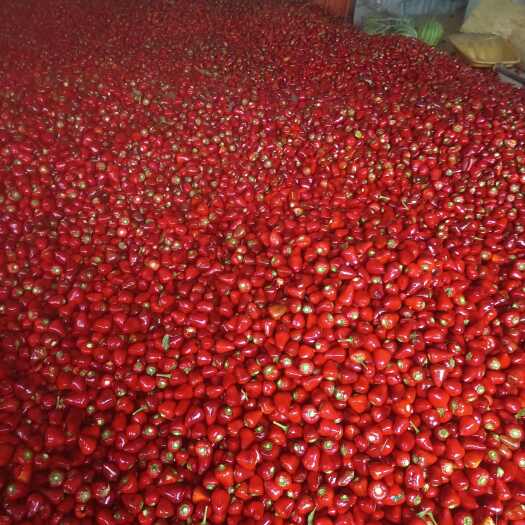太康县精品草莓椒，果型正，辣味足畅销全国