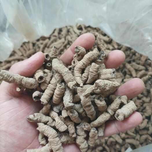 长沙县巴戟天