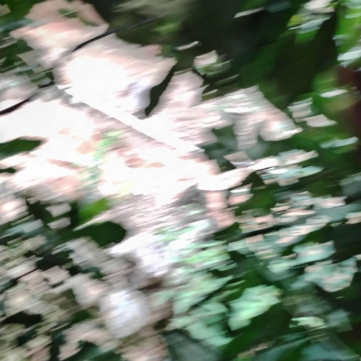 永德县夏威夷果
