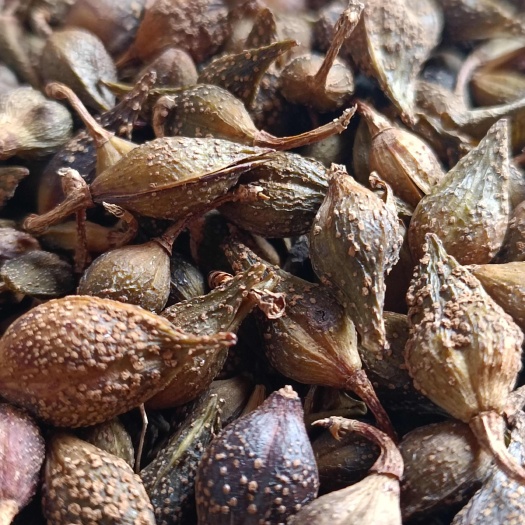 挥发油含量2.0以上水煮青翅