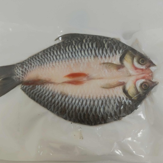 鹤山市苏丹鱼精品销售
