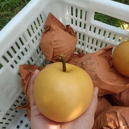 莱阳市莱阳秋月梨