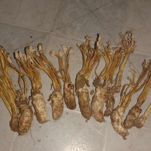 隆回县金蝉花