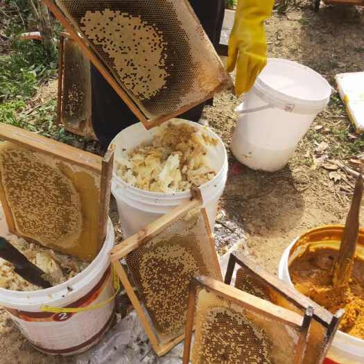 惠东县自家养的蜂蜜 安全靠谱 有保障 健康佳节送礼有排面 1斤/瓶