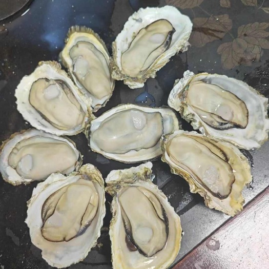 诏安县【净化蚝】三倍体 流通精品货  高压锅压的住， 一手货源
