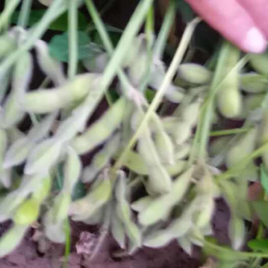 延津县茅豆