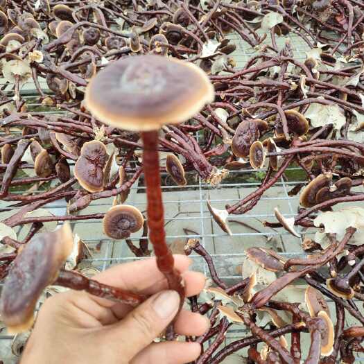 冠县竹灵芝长脚灵芝