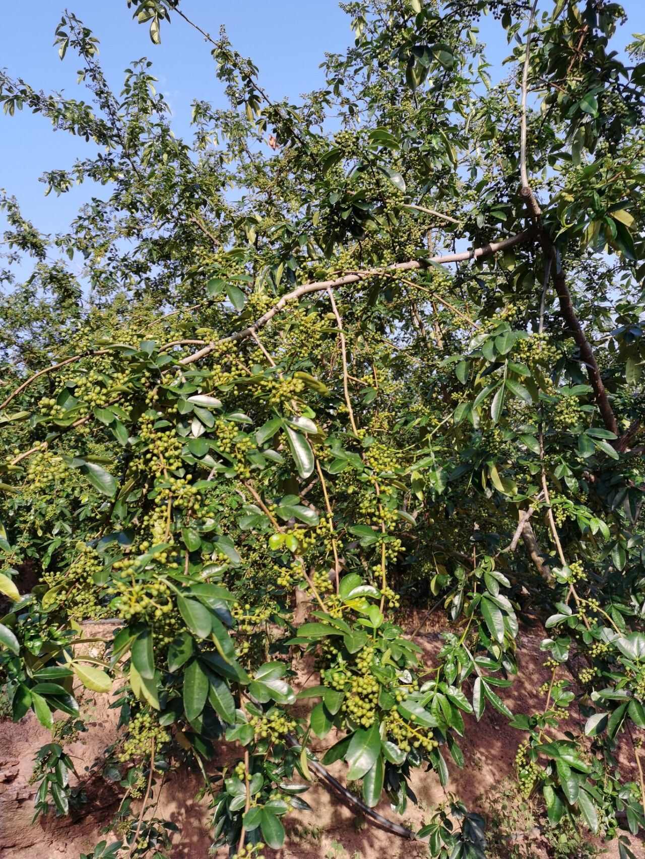 云南青花椒新货干青花椒特麻 散装5斤起批 产地直发