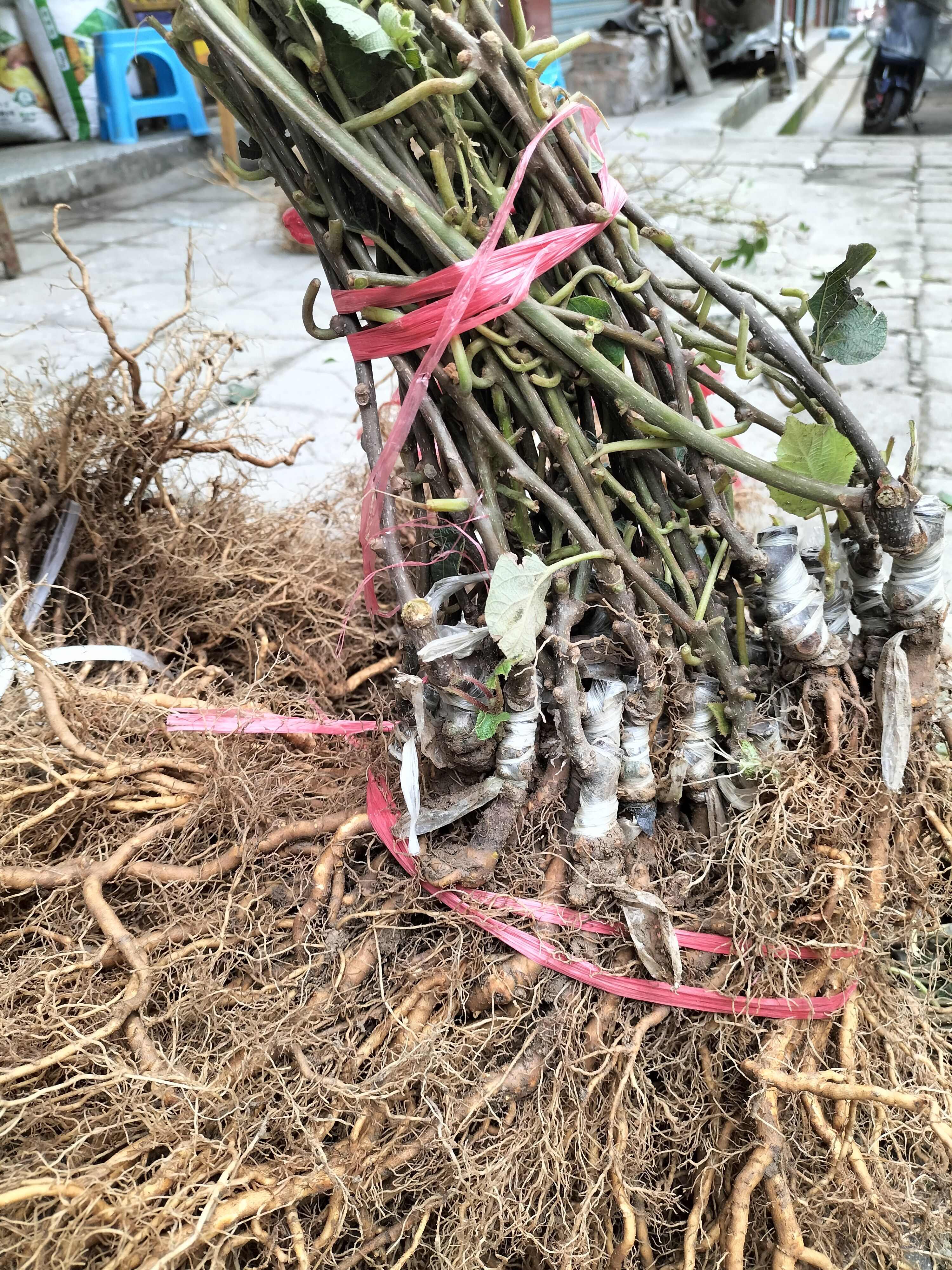红心猕猴桃果树苗嫁接当年结果金艳翠香保证品种成活率高现挖现发