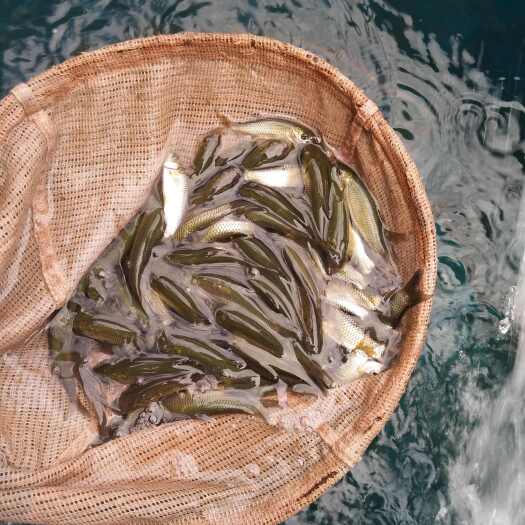 临沧大口鲶鱼苗