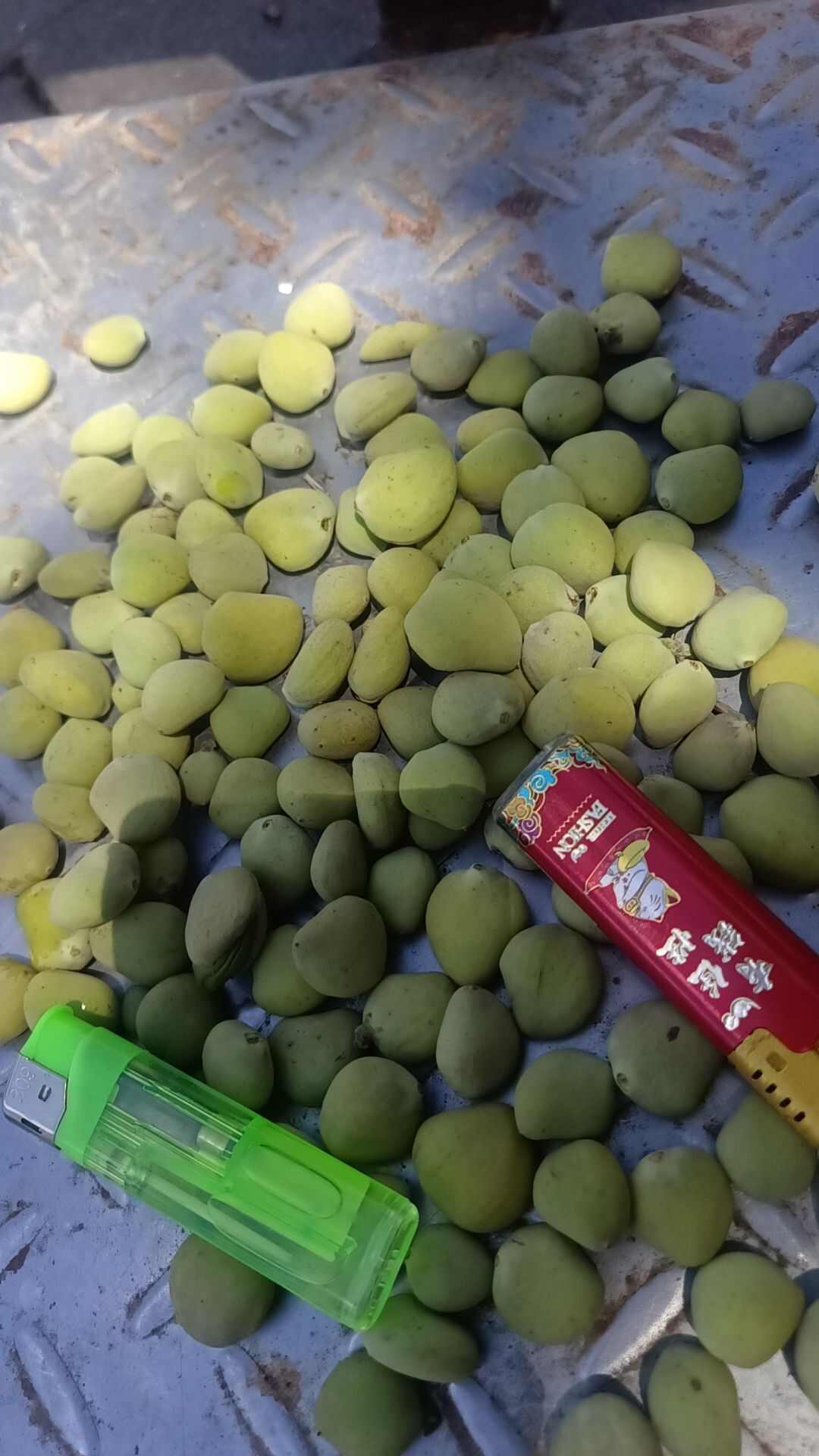 北海特产，红树林果子干