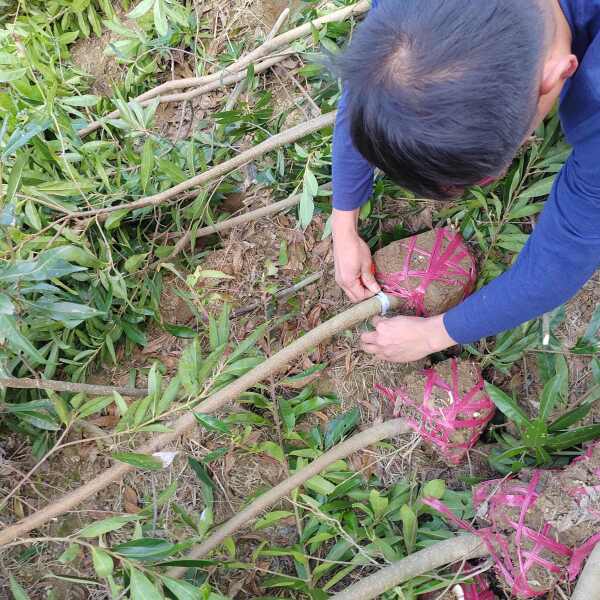 木荷2—3带土球苗、木荷1—2—3公分小苗、江西木荷杯苗价格