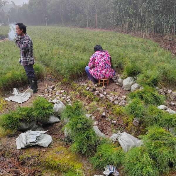 湿地松杯苗、湿地松裸根小苗、湿地松20—150高度杯苗价格