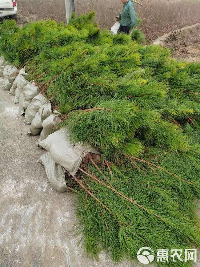 湿地松杯苗、湿地松裸根小苗、湿地松20—150高度杯苗价格