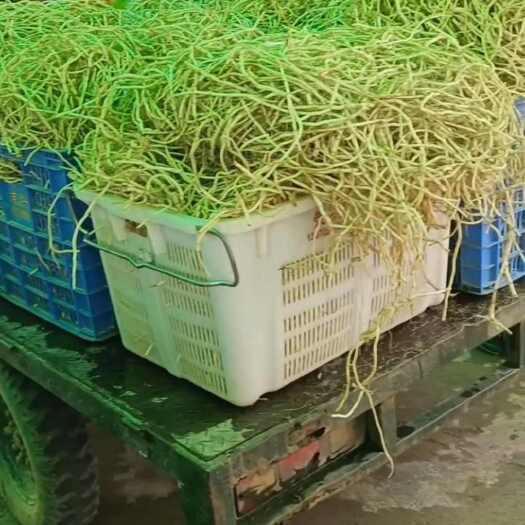 惠州鱼腥草根