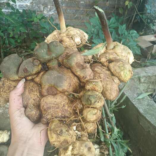 安龙县黄精，个头大
