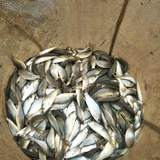 鲤鱼鱼苗