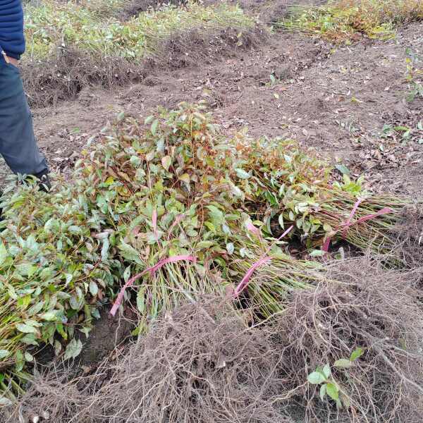 江西香樟苗、香樟树40—180高度、香樟杯苗50—120高度