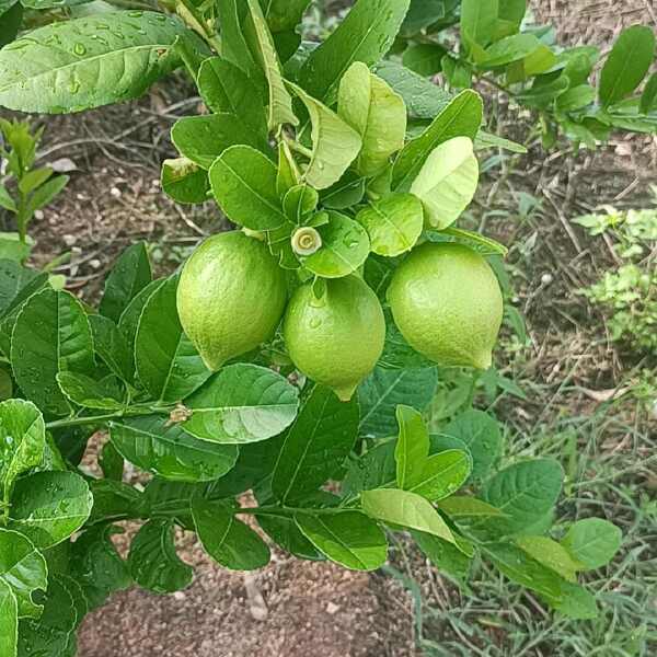 广东香水一级果