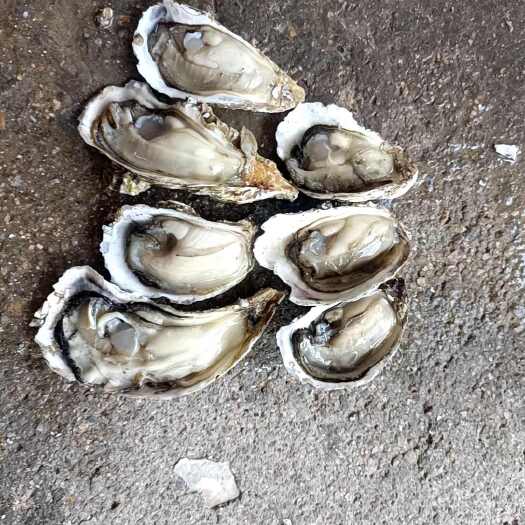 诏安县净化蚝，吊蚝，长牡蛎