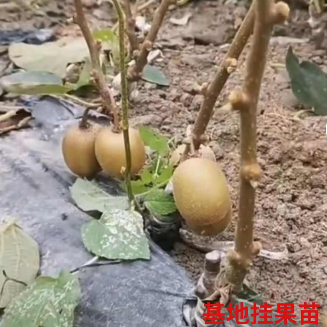 红心猕猴桃果树苗嫁接当年结果金艳翠香保证品种成活率高现挖现发