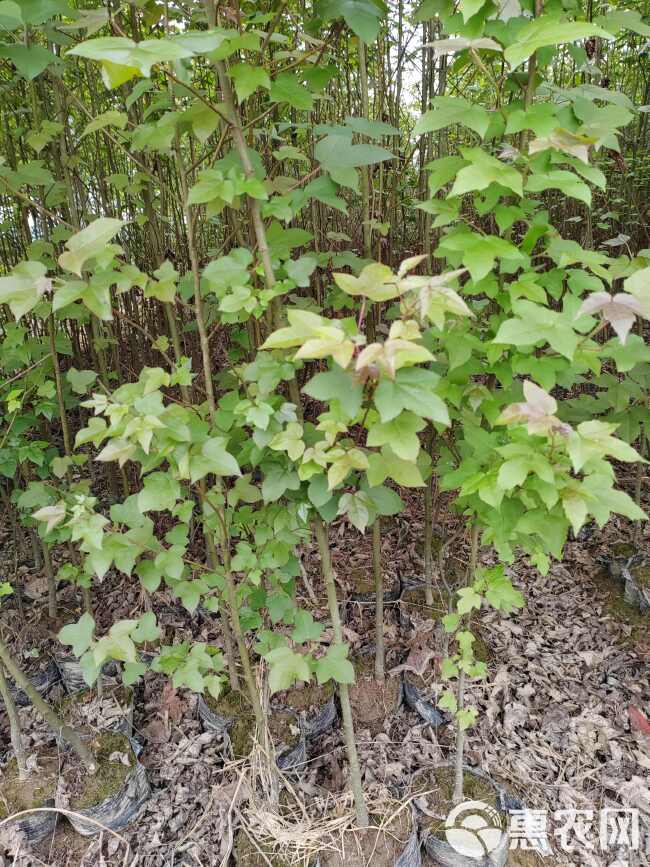 枫香杯苗、1—2公分枫香杯苗、江西枫香杯苗市场价格、江西枫香