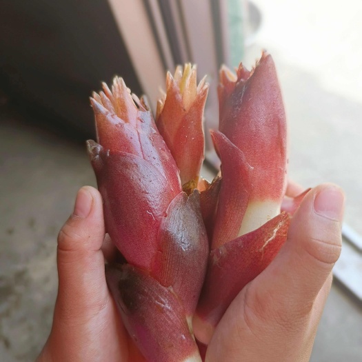 房县阳荷