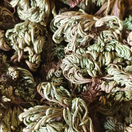 玉林小卷柏，还魂草