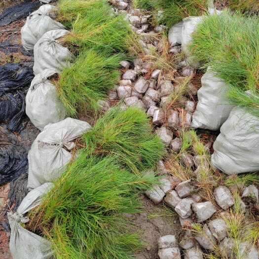 奉新县湿地松杯苗、湿地松裸根小苗、湿地松20—150高度杯苗价格