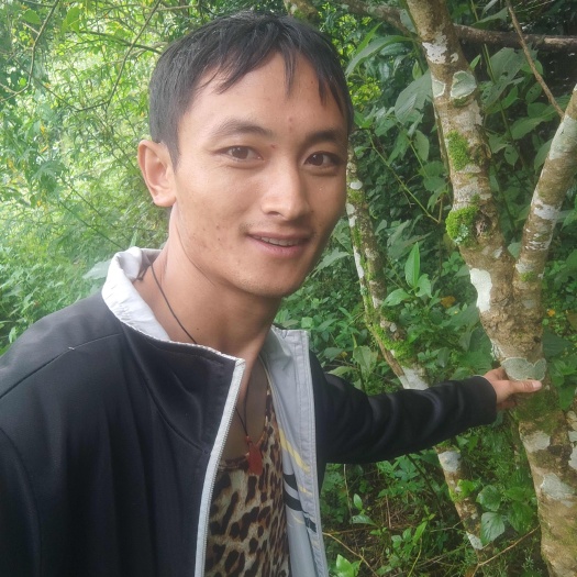 采挖于云南临沧深山之中,天然生态无公害