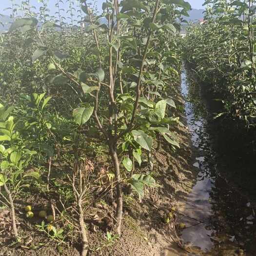 江油市翠冠梨苗