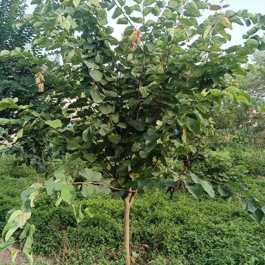 桐柏县供应优质地5一7公分巨紫荆