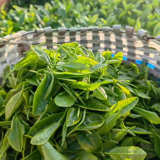 泰安绿茶