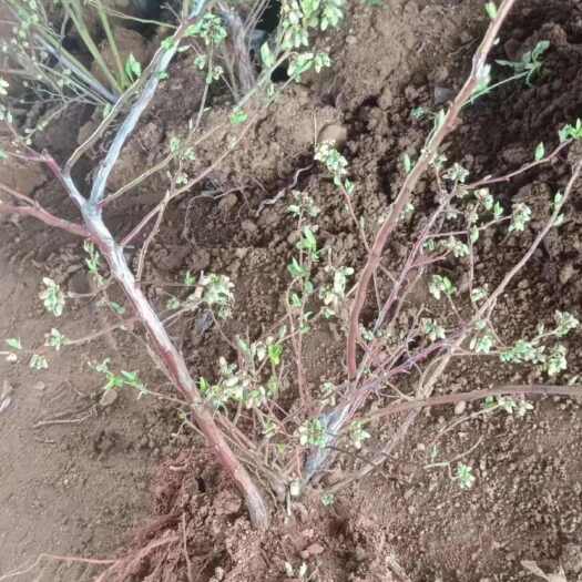 平邑县蓝莓苗 1-1.5米高挂果苗 庭院盆栽果树苗南北方果苗