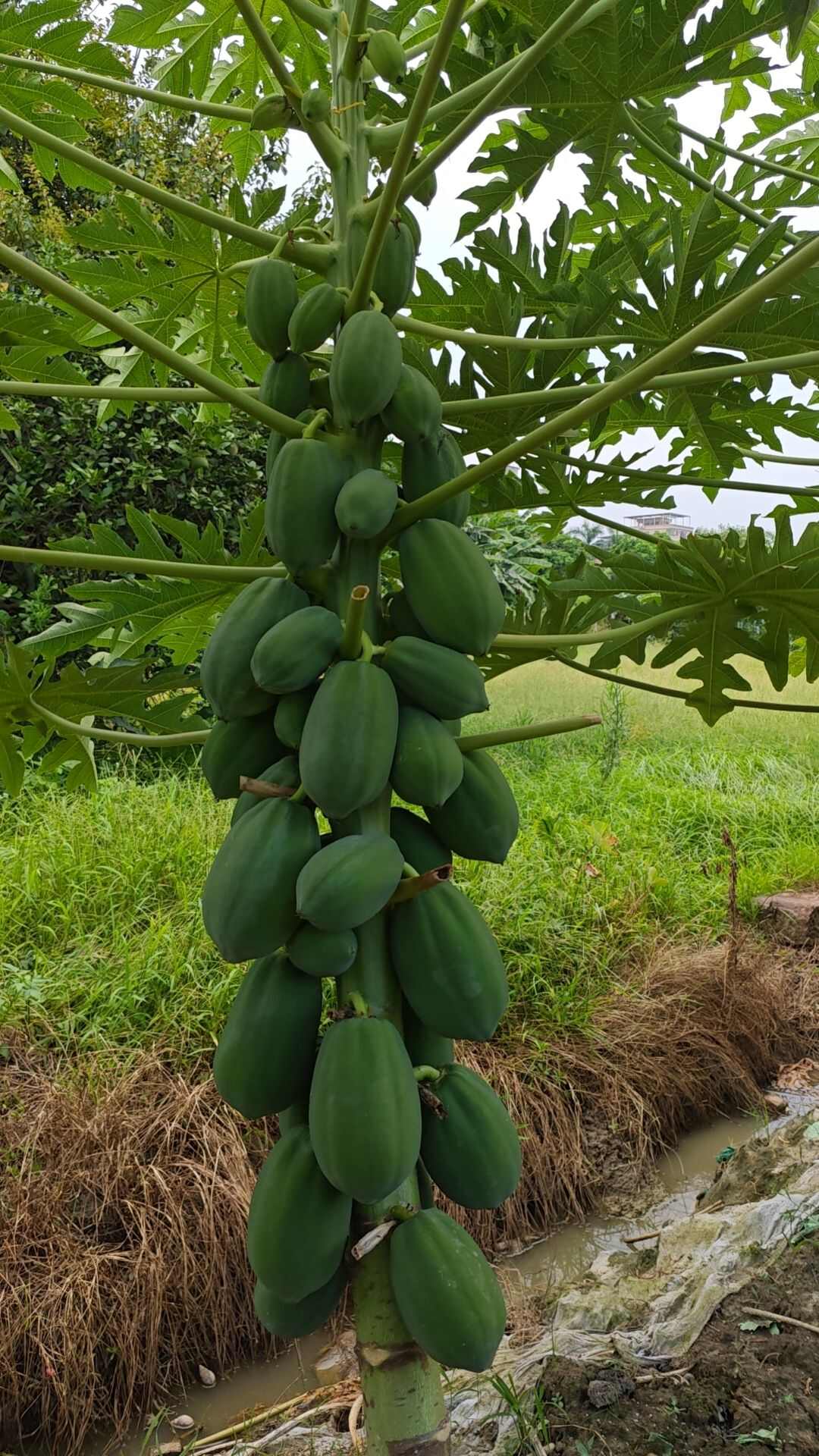 广东青木瓜蔬菜木瓜生木瓜番木瓜凉拌腌酸泰式沙拉煲汤下奶