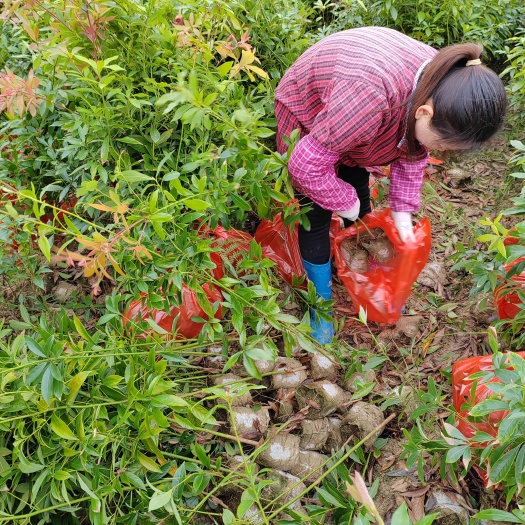 奉新县江西楠木杯苗、江西楠木杯苗50—120高度规格齐全、江西楠木
