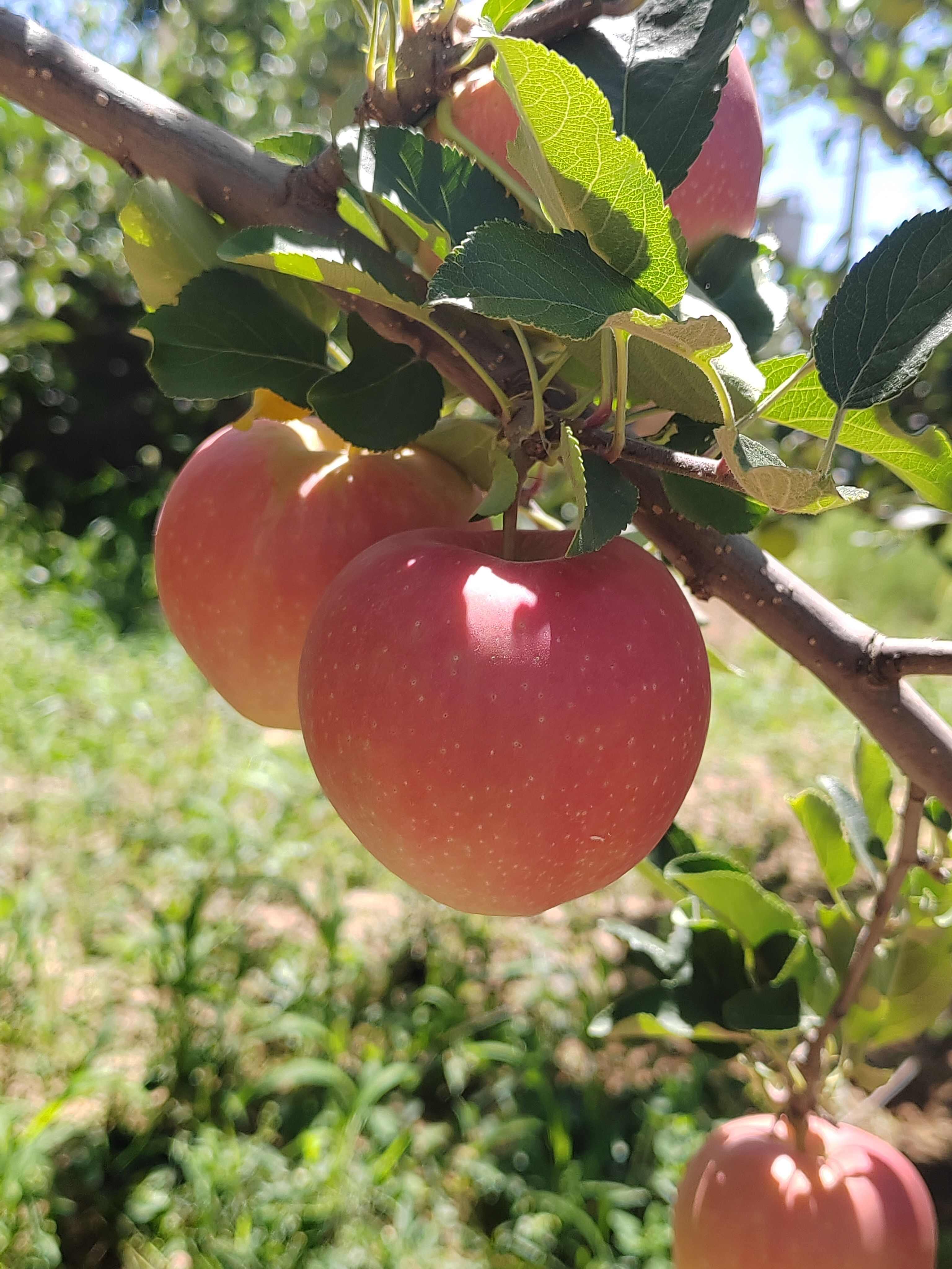 陕西淳化光果嘎啦苹果