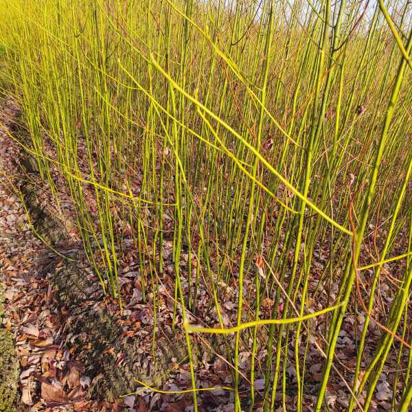 江西檫木裸根苗、粗度0.5—2公分供应、江西供应檫木杯苗规格