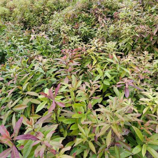 大量供应木荷裸根苗、木荷30至一米高。1至3年生木荷小苗规格