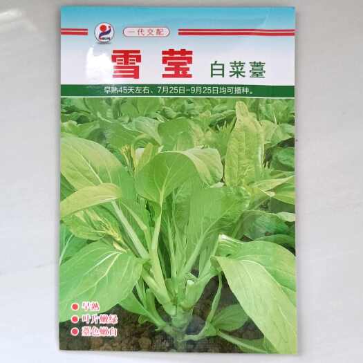 长沙县金阳红雪莹白菜苔种子 早熟耐热40-45天叶片嫩绿苔色嫩白