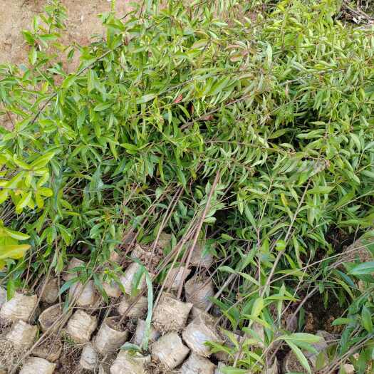 奉新县江西木荷杯苗、江西木荷杯苗100—180公分高度、江西木荷苗