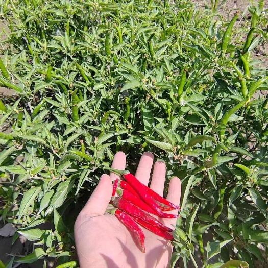 英吉沙县朝天椒