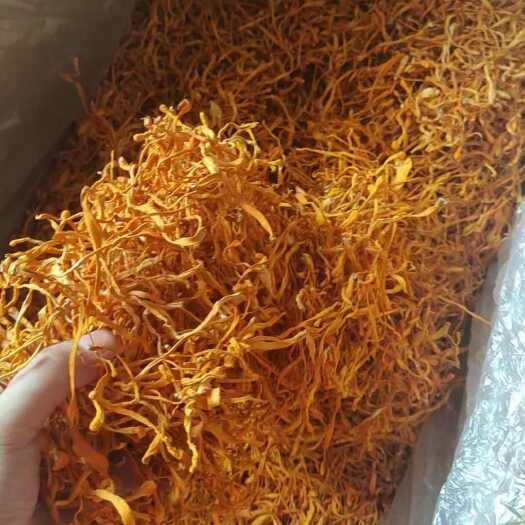 古田县虫草花（散箱）（两斤）北虫草蛹虫草豹子头