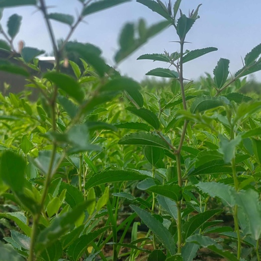 汾阳市药用酸枣苗