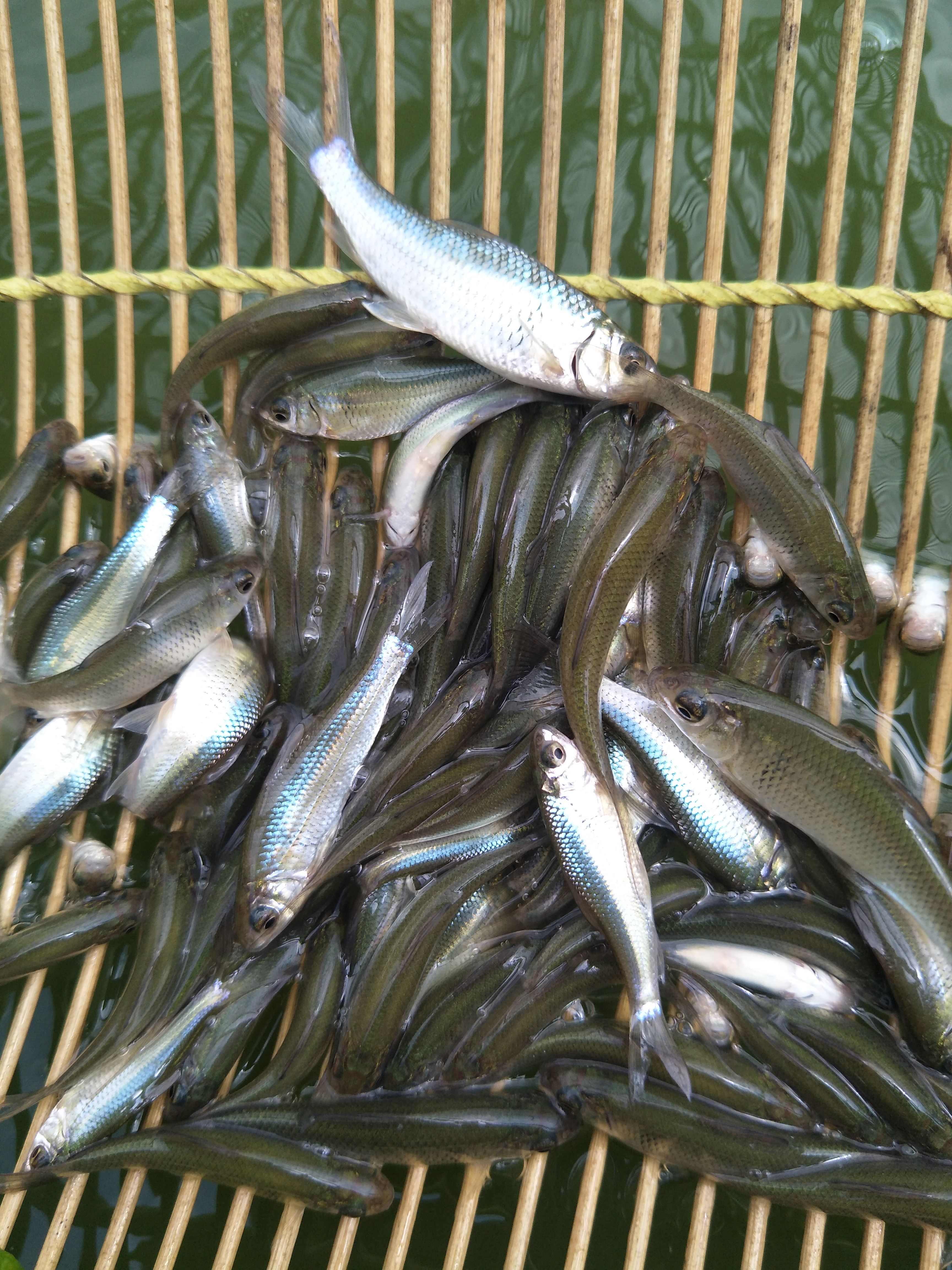 土鲮鱼苗，土鱼苗，适合放生，饵料鱼，